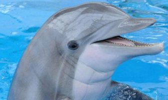 Uhapšen delfin - špijun