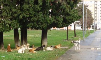 Pse lutalice iz Bara voze za Budvu
