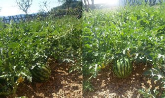 Uspjela lubenica i u Rožajama