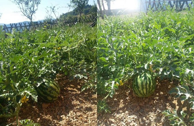 Uspjela lubenica i u Rožajama