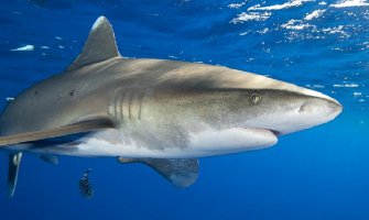 Australija: U napadu morskog psa teško povrijeđen surfer