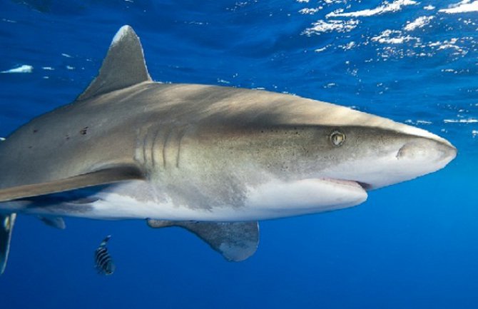 Australija: U napadu morskog psa teško povrijeđen surfer