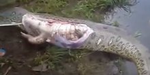 Rasporili zmiju i u njoj našli cijelog aligatora (VIDEO)