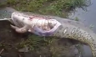 Rasporili zmiju i u njoj našli cijelog aligatora (VIDEO)
