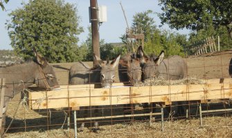 Prva farma magaraca u Crnoj Gori: Litar magarećeg mlijeka 50 eura