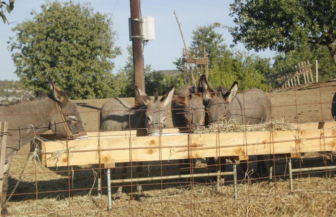 Prva farma magaraca u Crnoj Gori: Litar magarećeg mlijeka 50 eura