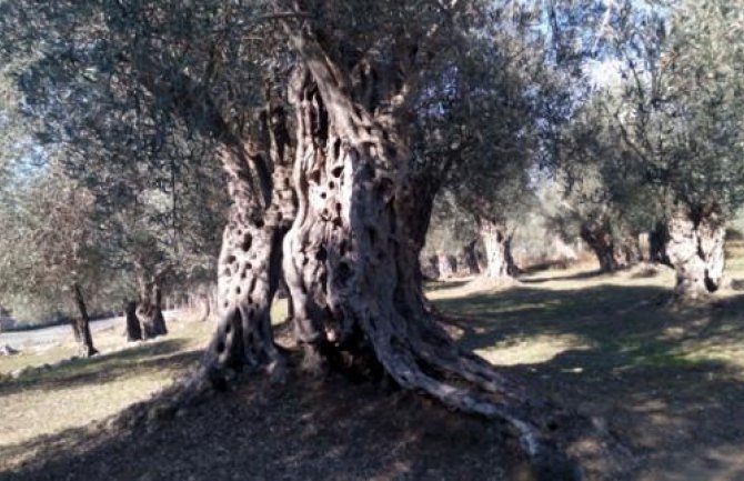 Ulcinj: Rod maslina znatno slabiji, ali plod zdraviji