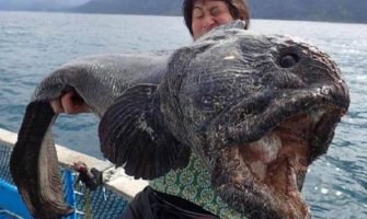 Japanac ulovio ogromnu ribu čudnog izgleda( FOTO)