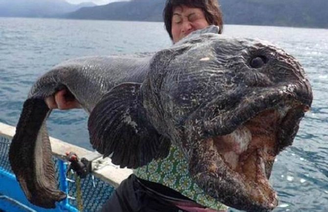 Japanac ulovio ogromnu ribu čudnog izgleda( FOTO)