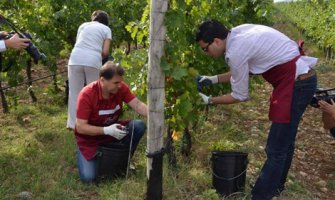 I ministar Ivanović brao grožđe(FOTO/VIDEO)