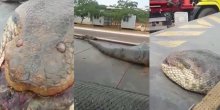 Ogromna anakonda pronađena na sred ulice (VIDEO)