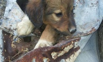 Baranin spasio život štenetu