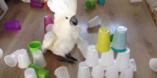 Papagaj Harli mrzi složene plastične čaše, ali stvarno!(VIDEO)