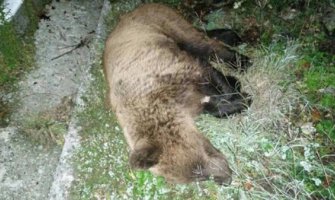 Stradao medvjed u udesu na putu Podgorica-Cetinje