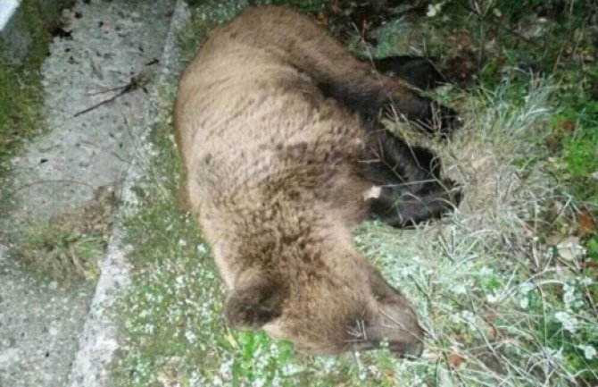 Stradao medvjed u udesu na putu Podgorica-Cetinje
