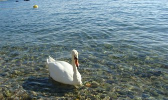 Otkud prelijepi bijeli labud u moru? (Video)