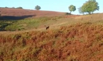 Snimljen medvjed koji danima šeta selima u BIH(VIDEO)