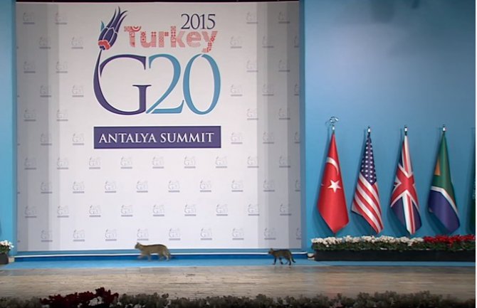 Mačke na samitu G20(VIDEO)