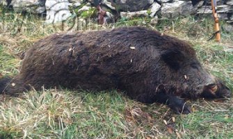 Ulovili vepra od skoro 200 kila