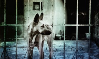 Pas skočio da primi metak umjesto vlasnika!