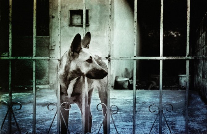 Pas skočio da primi metak umjesto vlasnika!