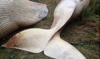 Najveći pomor kitova ikada: Na obali Čilea nasukano više od 300 kitova(VIDEO)