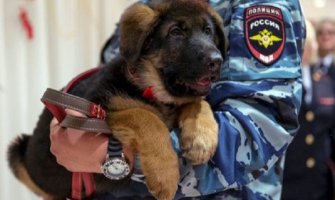 Rusija ispunila obećanje: Štene Dobrinja poklon za francusku policiju (VIDEO) (FOTO)