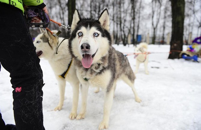 Sibirski haski i moto-akrobacije oduševili posjetioce