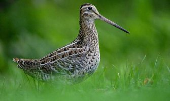 Zaplijenjeno 12 šljuka na graničnom prelazu Luka Bar