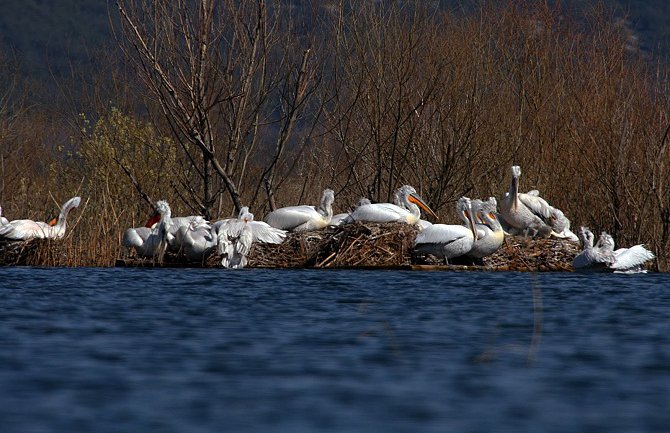 Skadarsko jezero trenutno je dom za 178 pelikana
