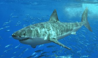  Petnaestak ajkula istjeralo kupače iz mora