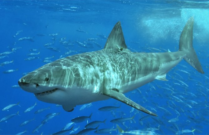  Petnaestak ajkula istjeralo kupače iz mora