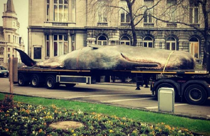 Belgija: Kit na ulicama Liježa izazvao iznenađenje građana