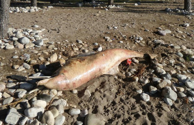 Neodgovornost nadležnih: Leš delfina danima na plaži u Šušnju(FOTO)