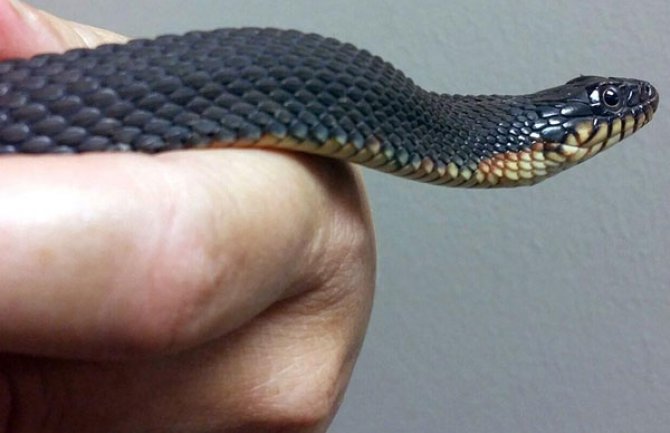 Aerodrom  se izvinio putnicima zbog  zmije u terminalu za prtljag