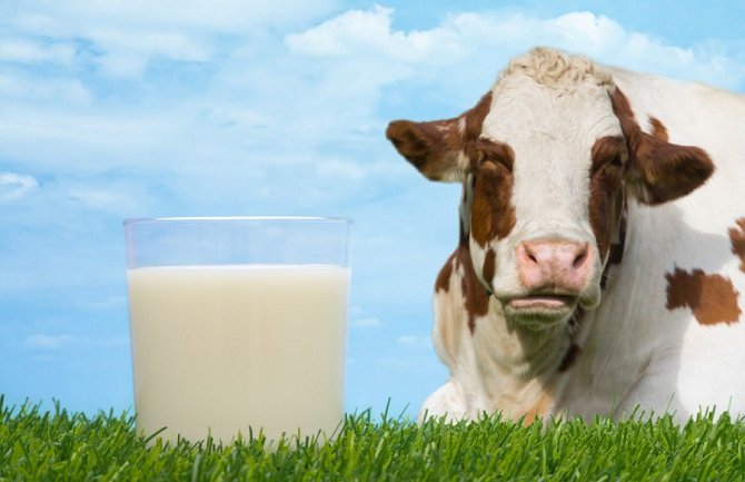 Monstat: U novembru prikupljeno 2,1 milion litara mlijeka