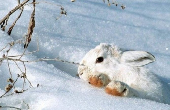 Novo zahlađenje: Od četvrtka snijeg i pad temperature