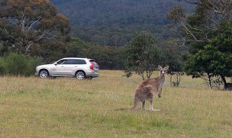 Namjerno pregazio 17 kengura automobilom