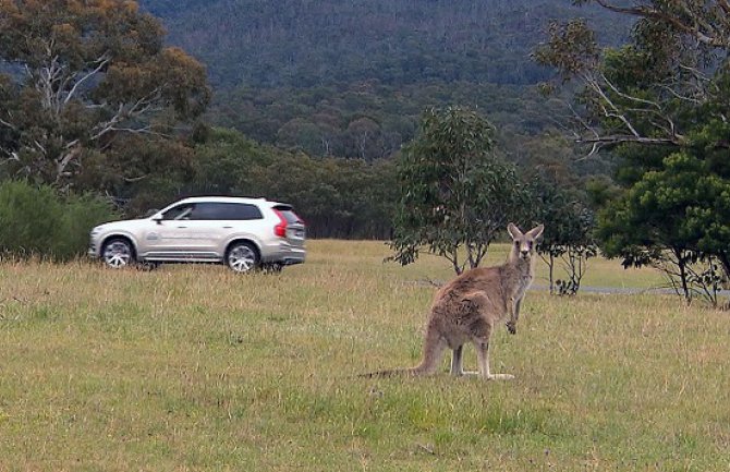 Namjerno pregazio 17 kengura automobilom