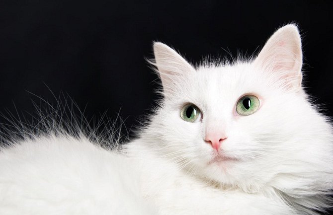 Turska: Mačka spriječila silovanje 18-godišnje djevojke