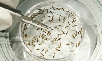 UN upozorile: Virus zika mogao bi da pogodi Crnu Goru, Hrvatsku, Grčku, Italiju!