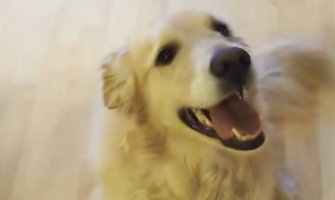 Rekao je psu da očisti sobu, pogledajte šta je uradio(VIDEO)