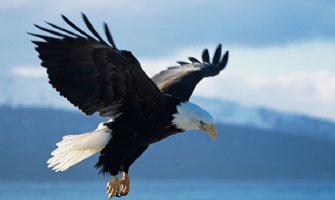 Policajci treniraju orlove koji će rušiti dronove (Video)