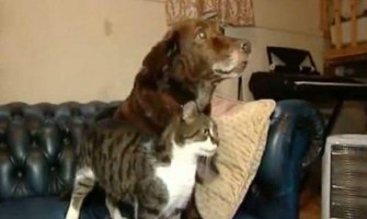  Mačka pomaže slijepom psu da se kreće (VIDEO)
