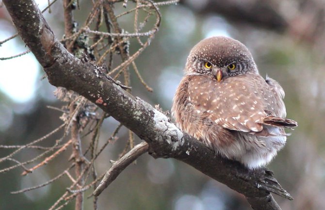 Evo kakvo nas vrijeme očekuje do subote