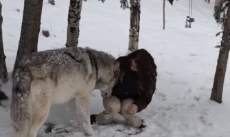 Pogledajte kako djevojka komunicira sa vukom! (VIDEO)