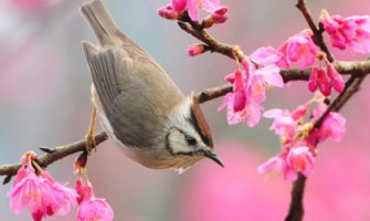 I danas toplo,  do 24 stepena