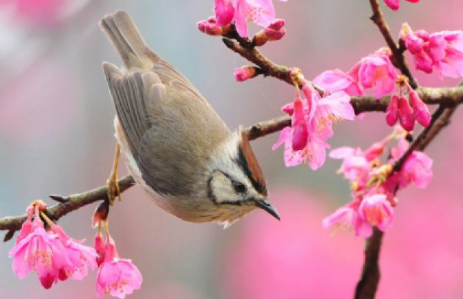 I danas toplo,  do 24 stepena
