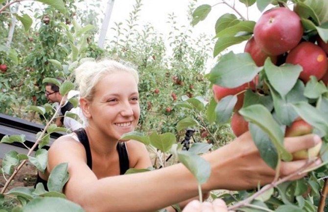 Novi Zeland traži berače voća, dnevnica 150 eura