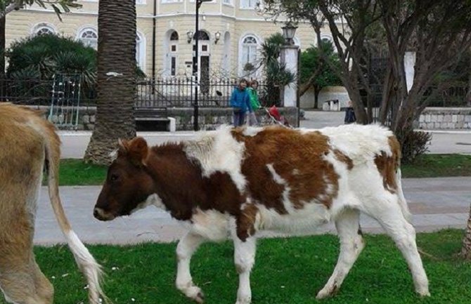 Jutarnja šetnja krava na obali mora (FOTO)